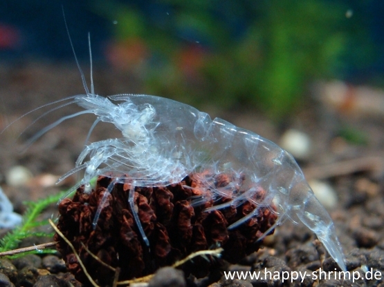 Ghost Shrimp