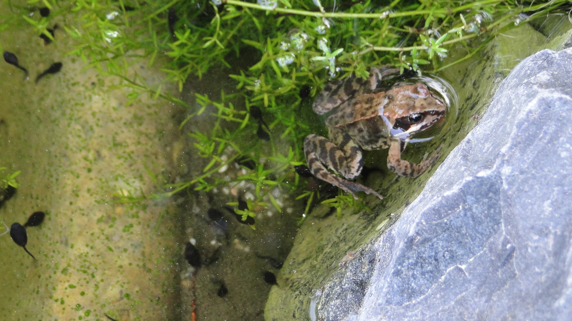 Grasfrosch