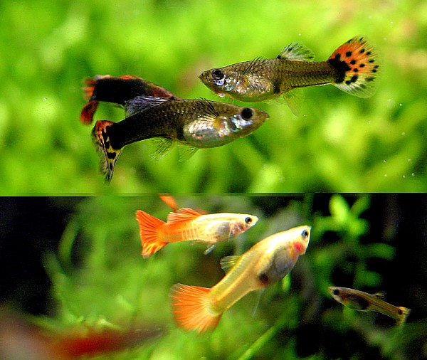 Guppies