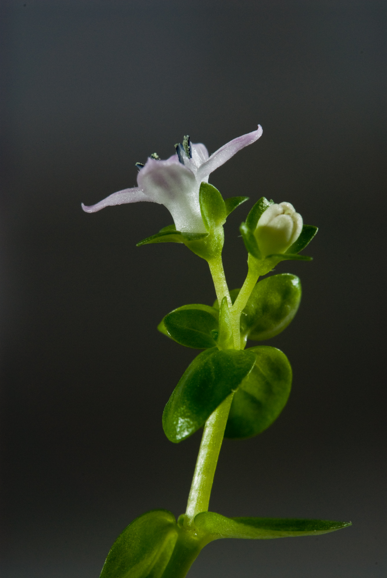 Hedyotis salzmannii 001