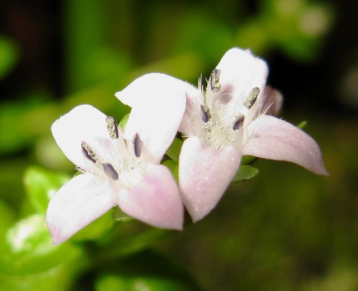 Hedyotis salzmannii, Blüte