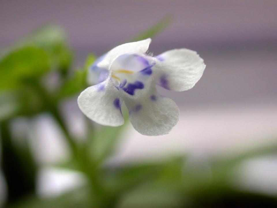 Hedyotis Salzmannii Flower1