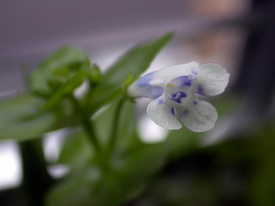 Hedyotis Salzmannii Flower3