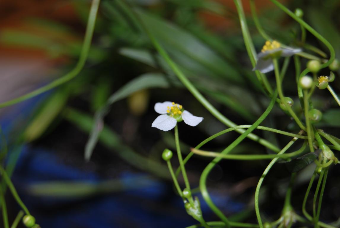 Helanthium bolivianum?