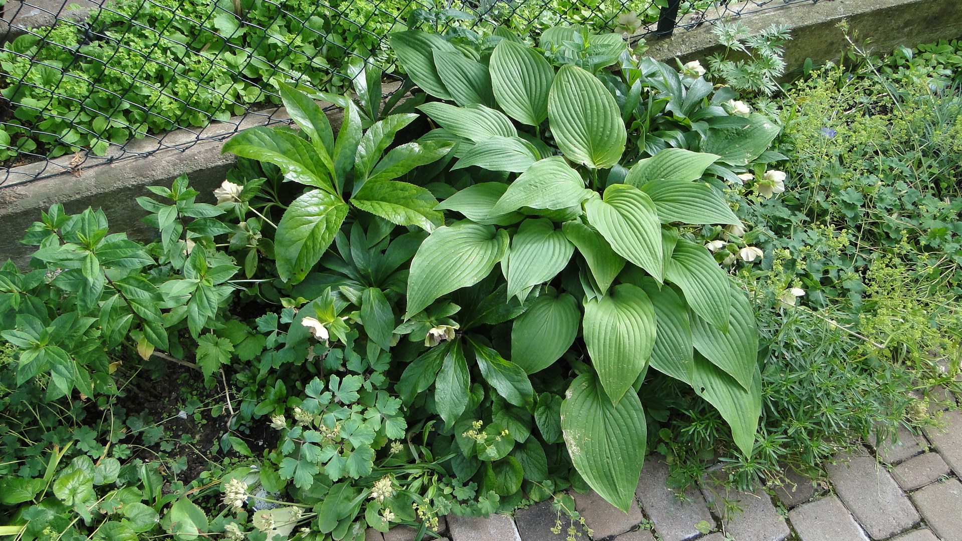 Helleborus&amp;Hosta I