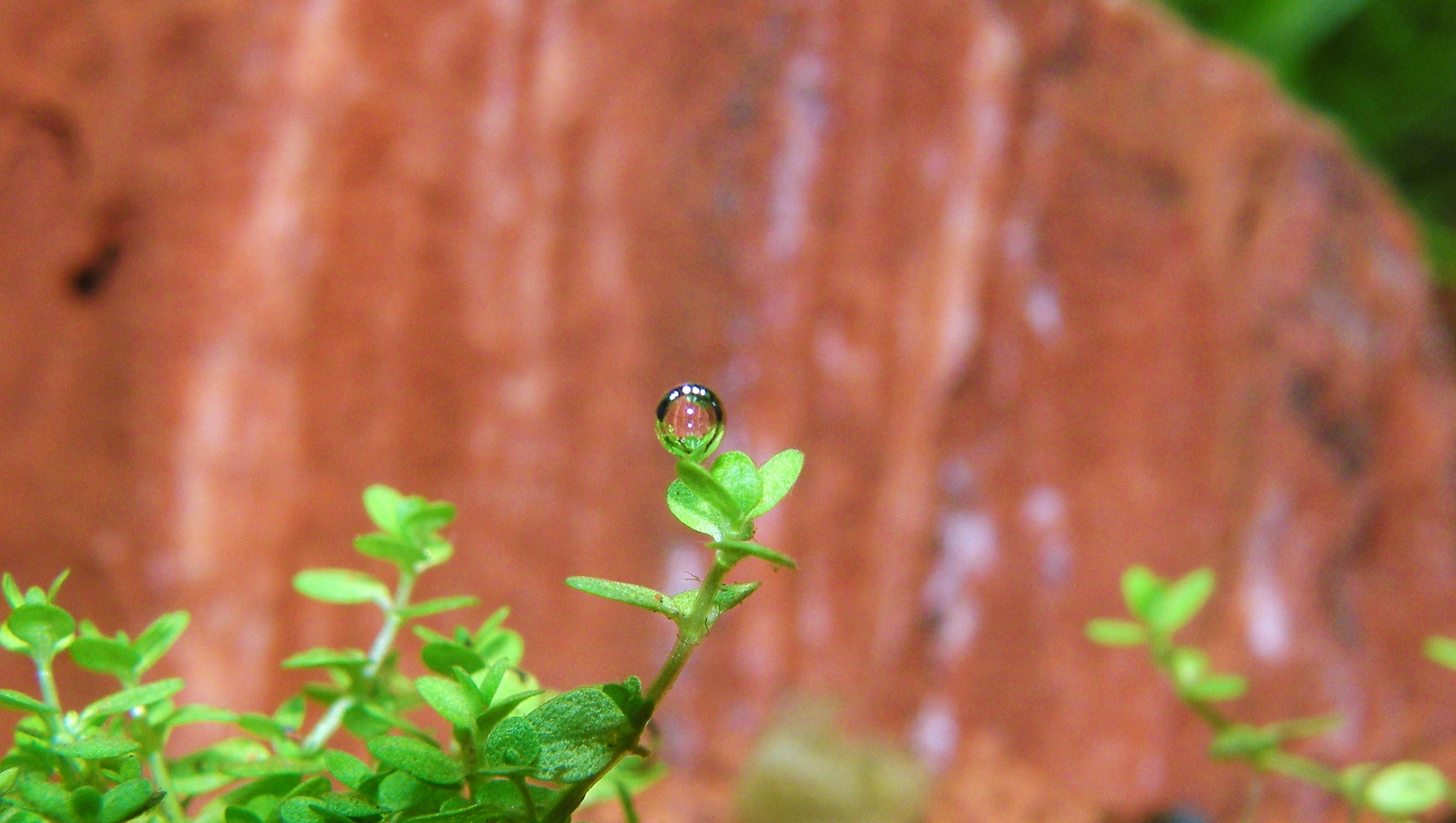 Hemianthus callitrichoides 'cuba'