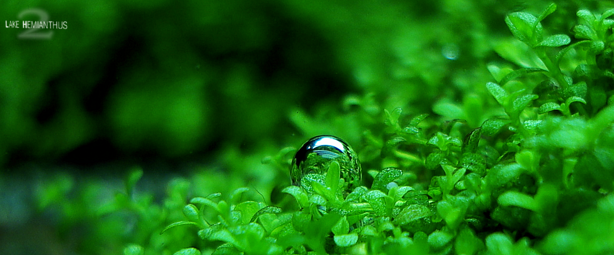 Hemianthus callitrichoides &quot;cuba&quot;