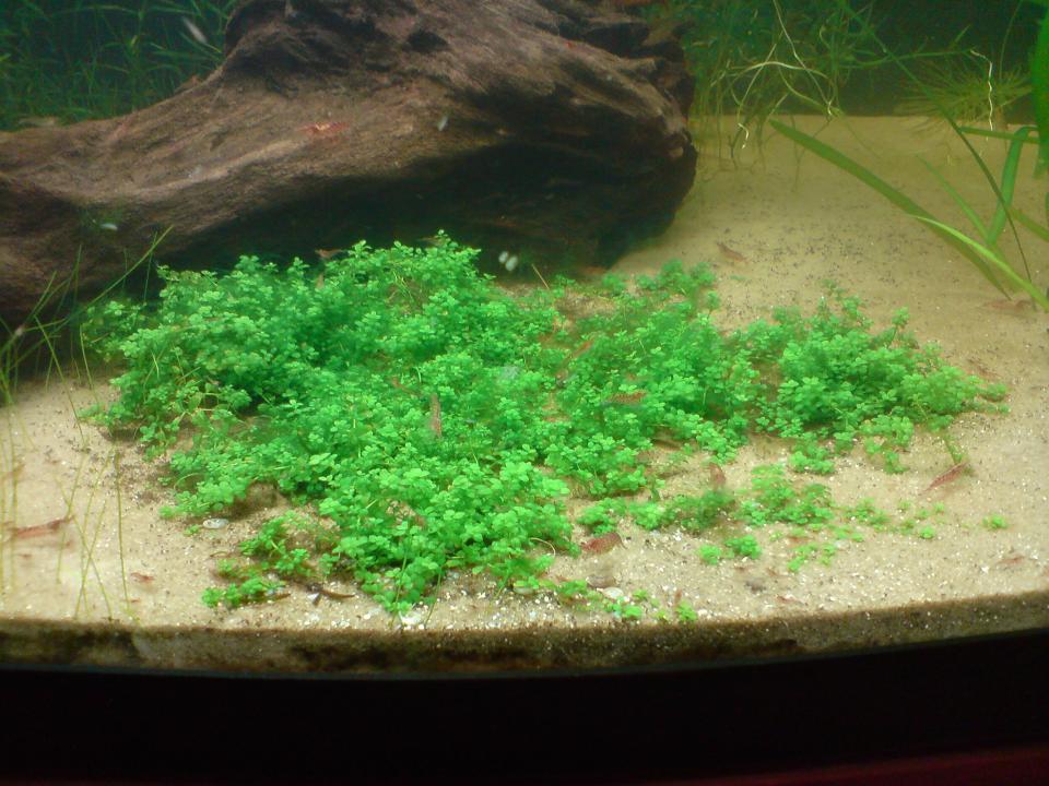 Hemianthus Callitrichoides