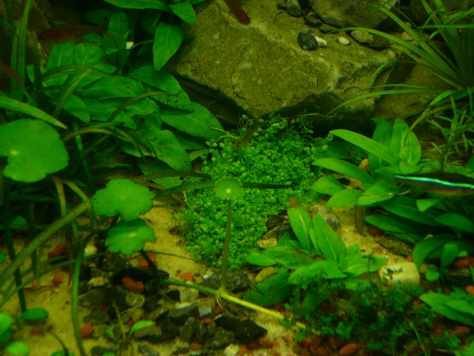 Hemianthus Spec. 001