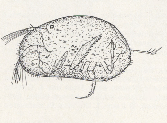 Heterocypris Incongruens