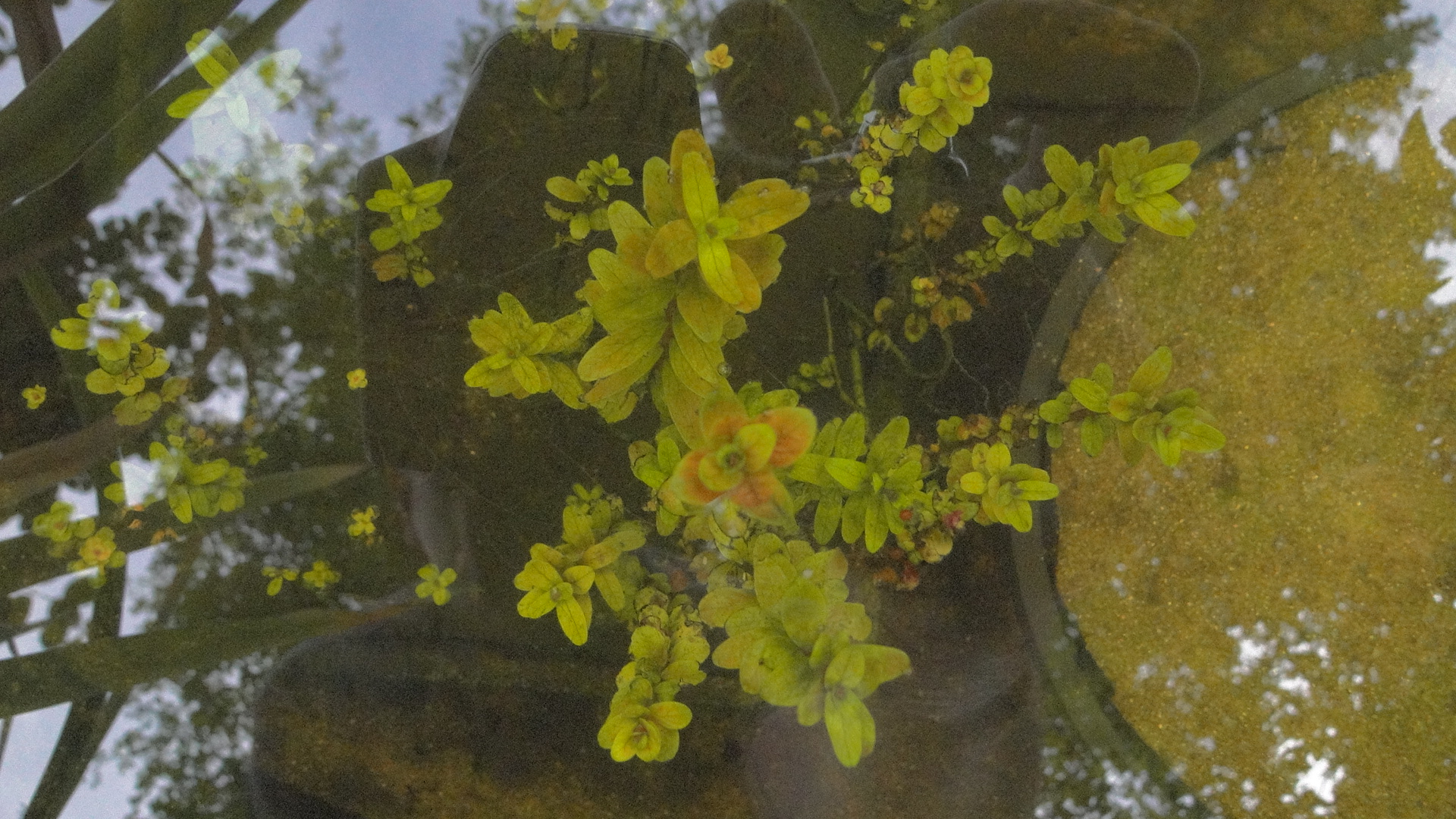 HGT Rotala indica.JPG