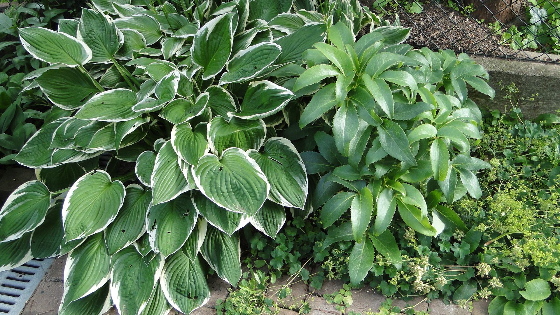 Hosta und Helleborus II