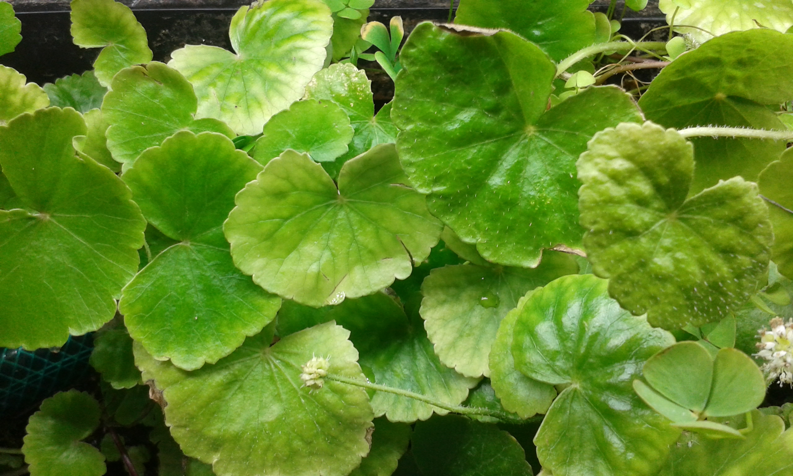 Hydrocotyle leucocephala emers