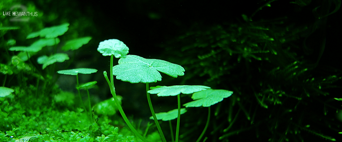 hydrocotyle sibthorpioides