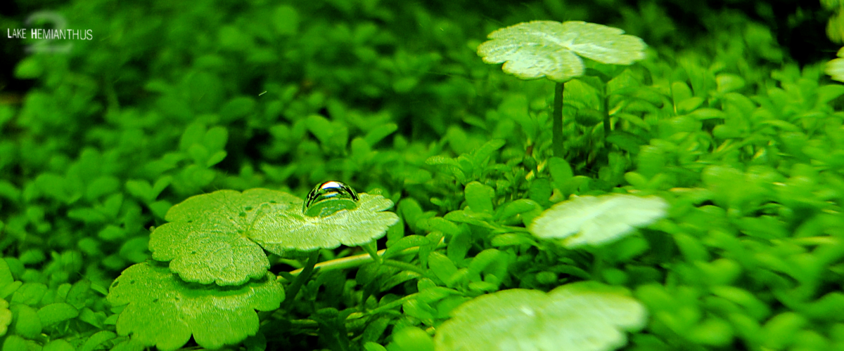 hydrocotyle sibthorpioides