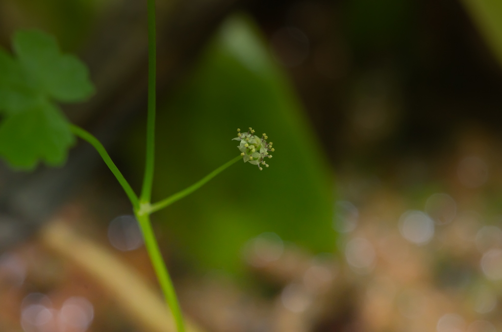 Hydrocotyle sp japan-10