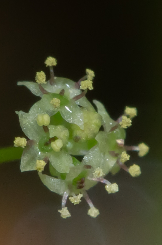 Hydrocotyle sp japan-12