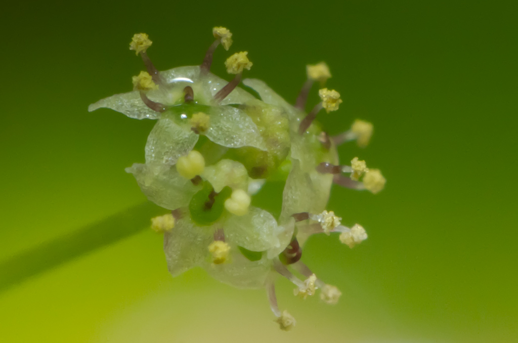 Hydrocotyle sp japan-13