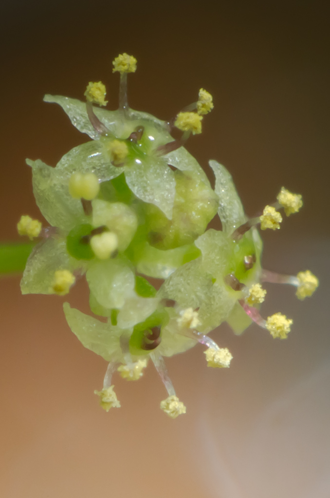 Hydrocotyle sp japan-14