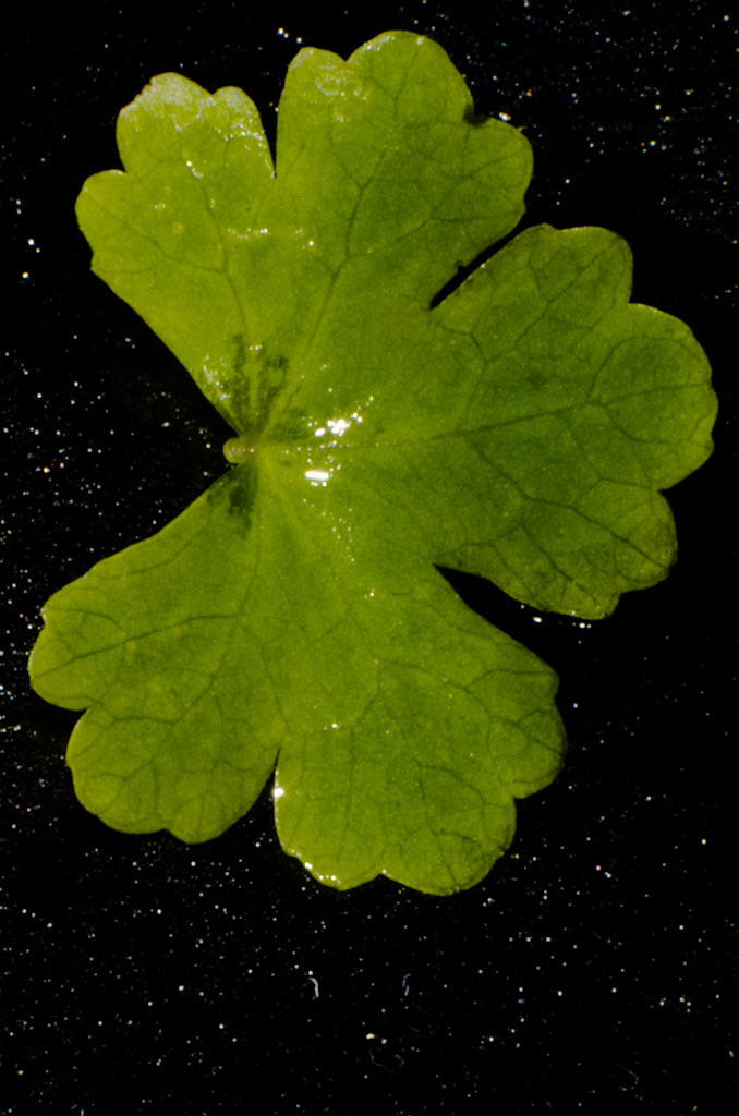 Hydrocotyle sp japan-26