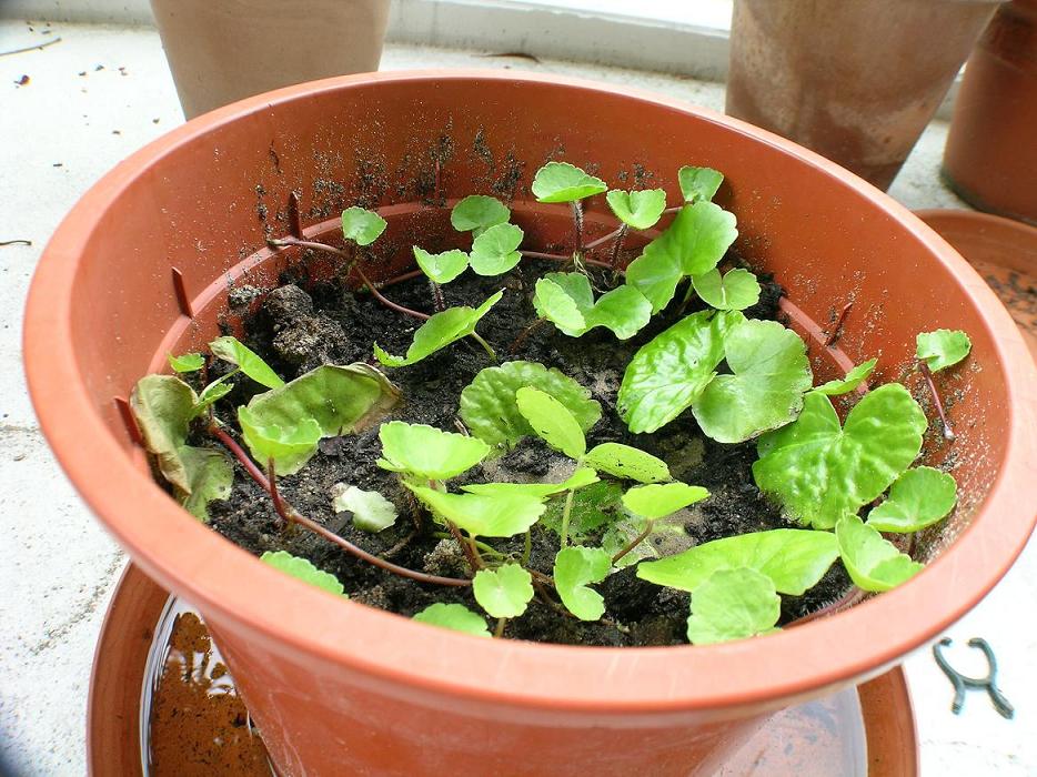 Hydrocotyle Topf