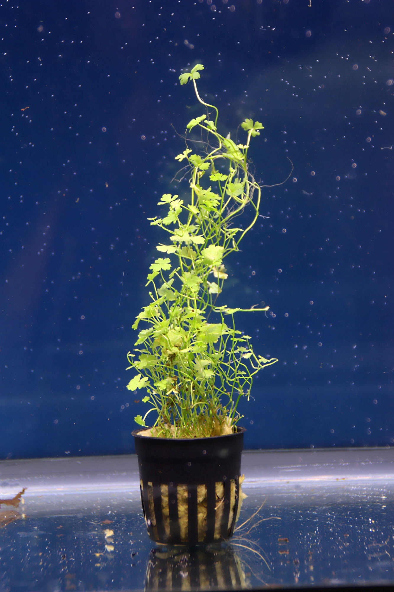 hydrocotyle tripatita 01