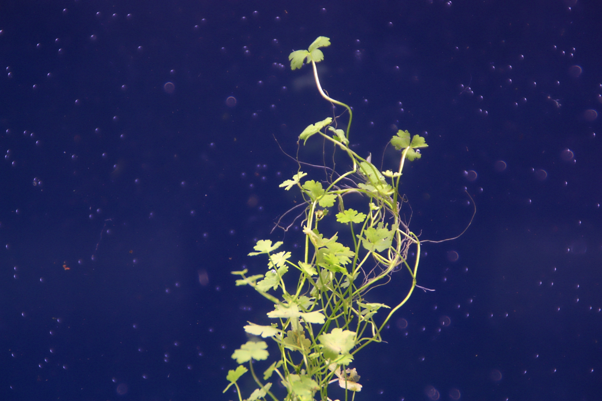 hydrocotyle tripatita 02