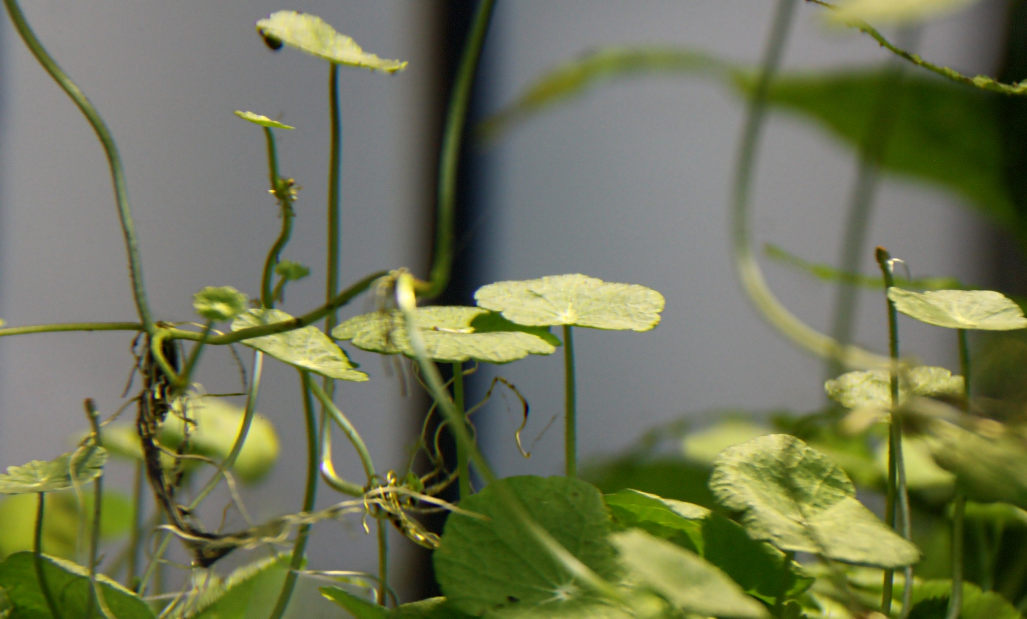 Hydrocotyle verticillata 01