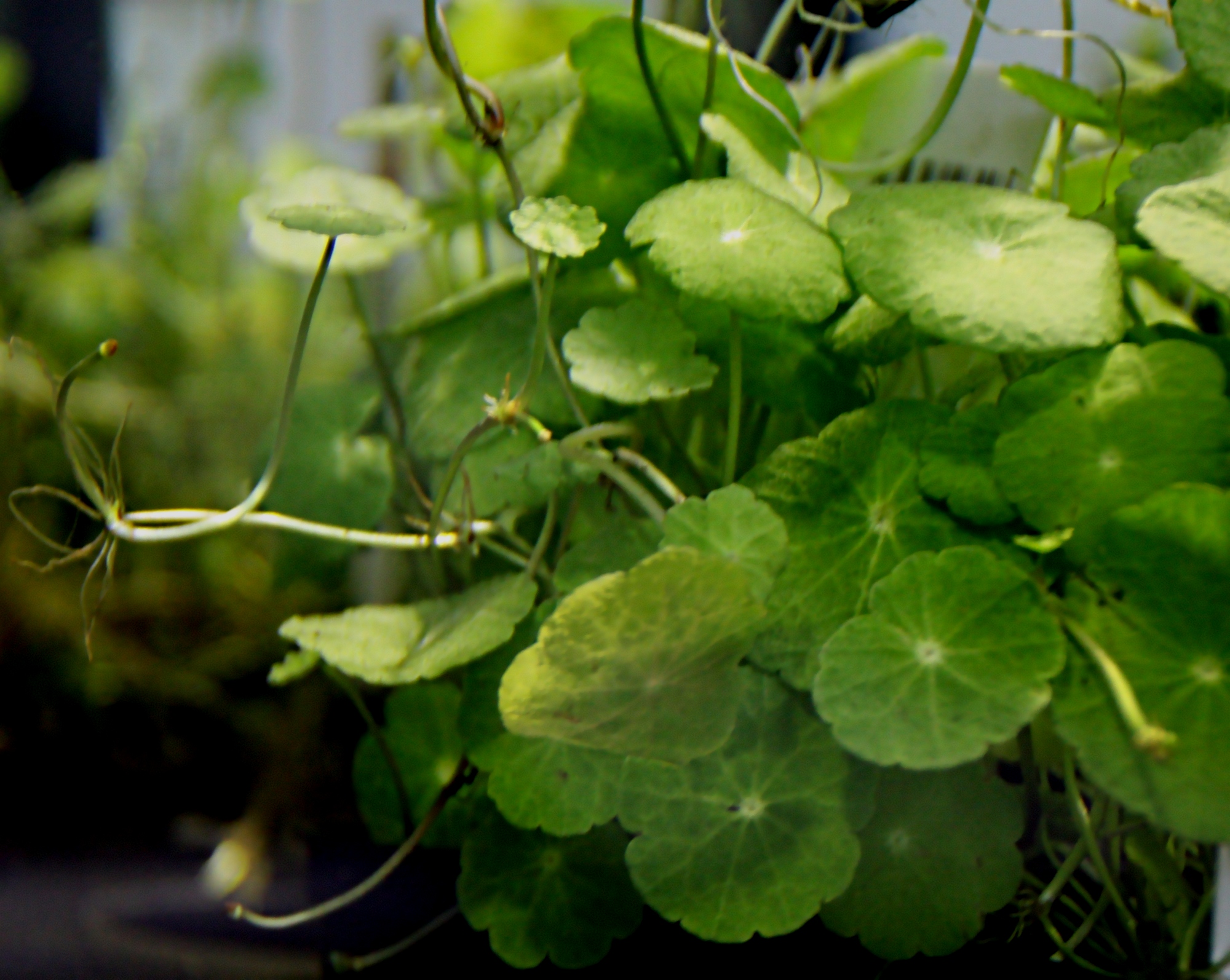 Hydrocotyle verticillata 02