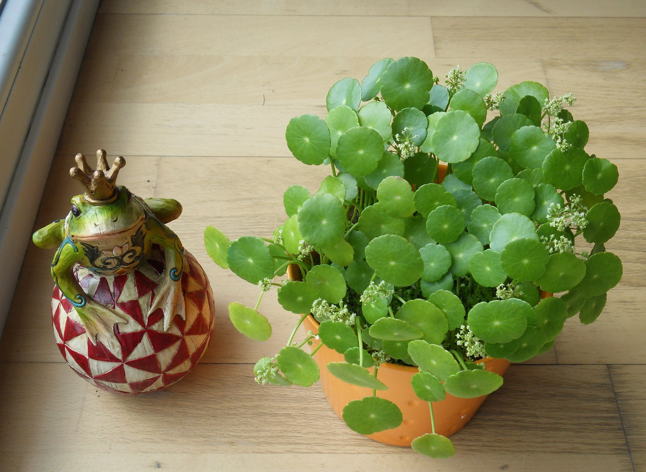 Hydrocotyle verticillata