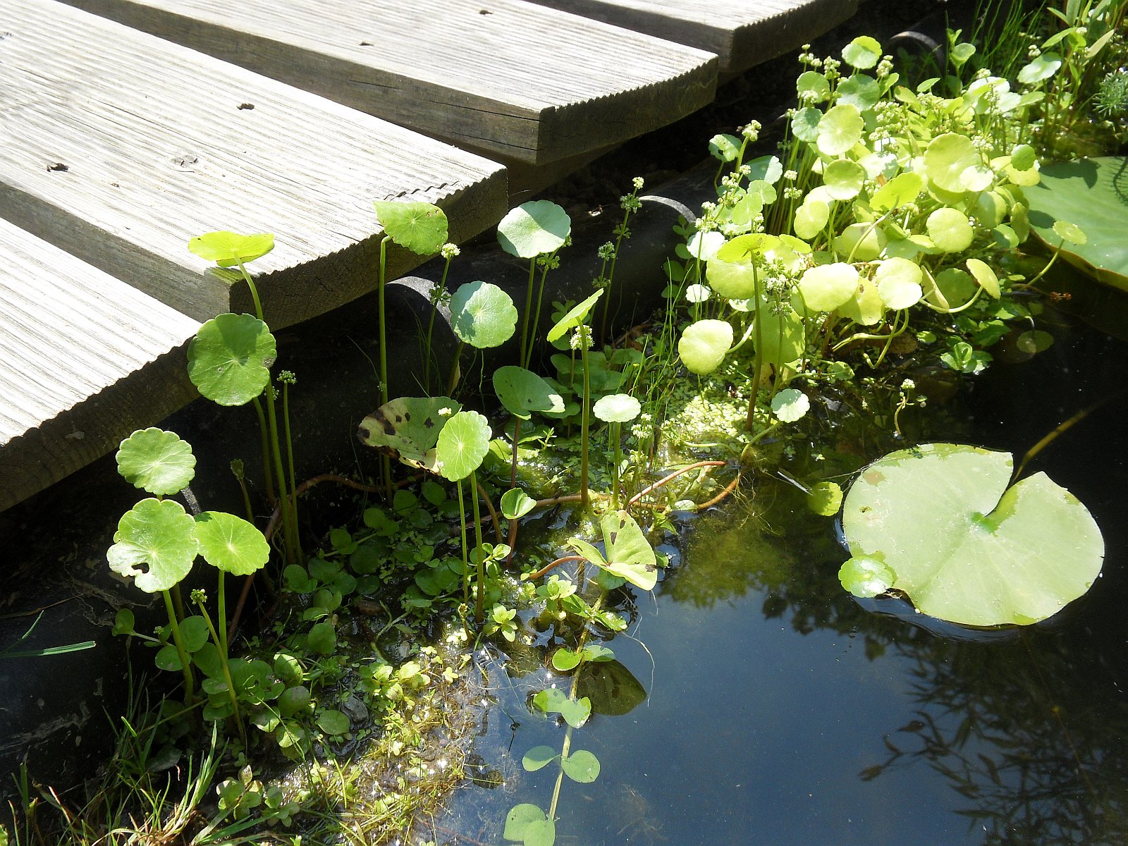 Hydrocotyle verticillata3