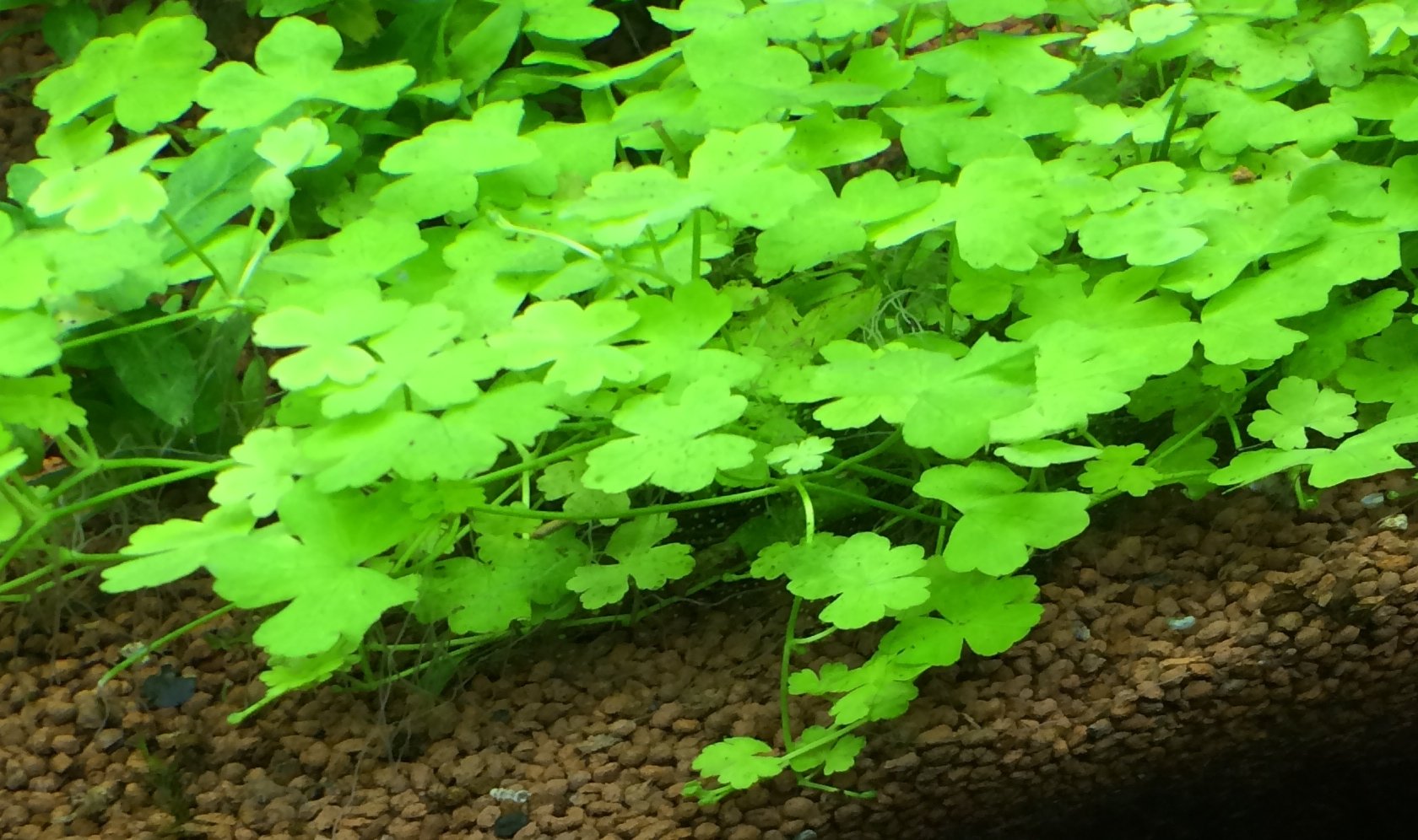 Hydrocotyle