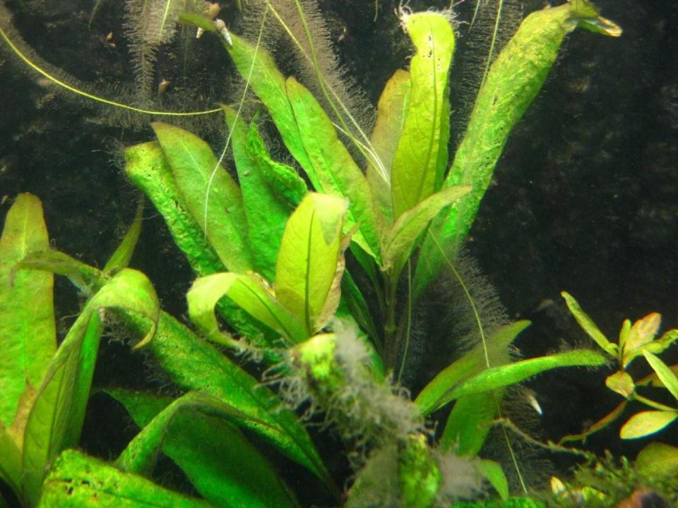 Hygrophila Corymbosa - 001