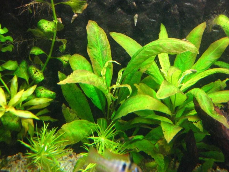 Hygrophila Corymbosa - 002