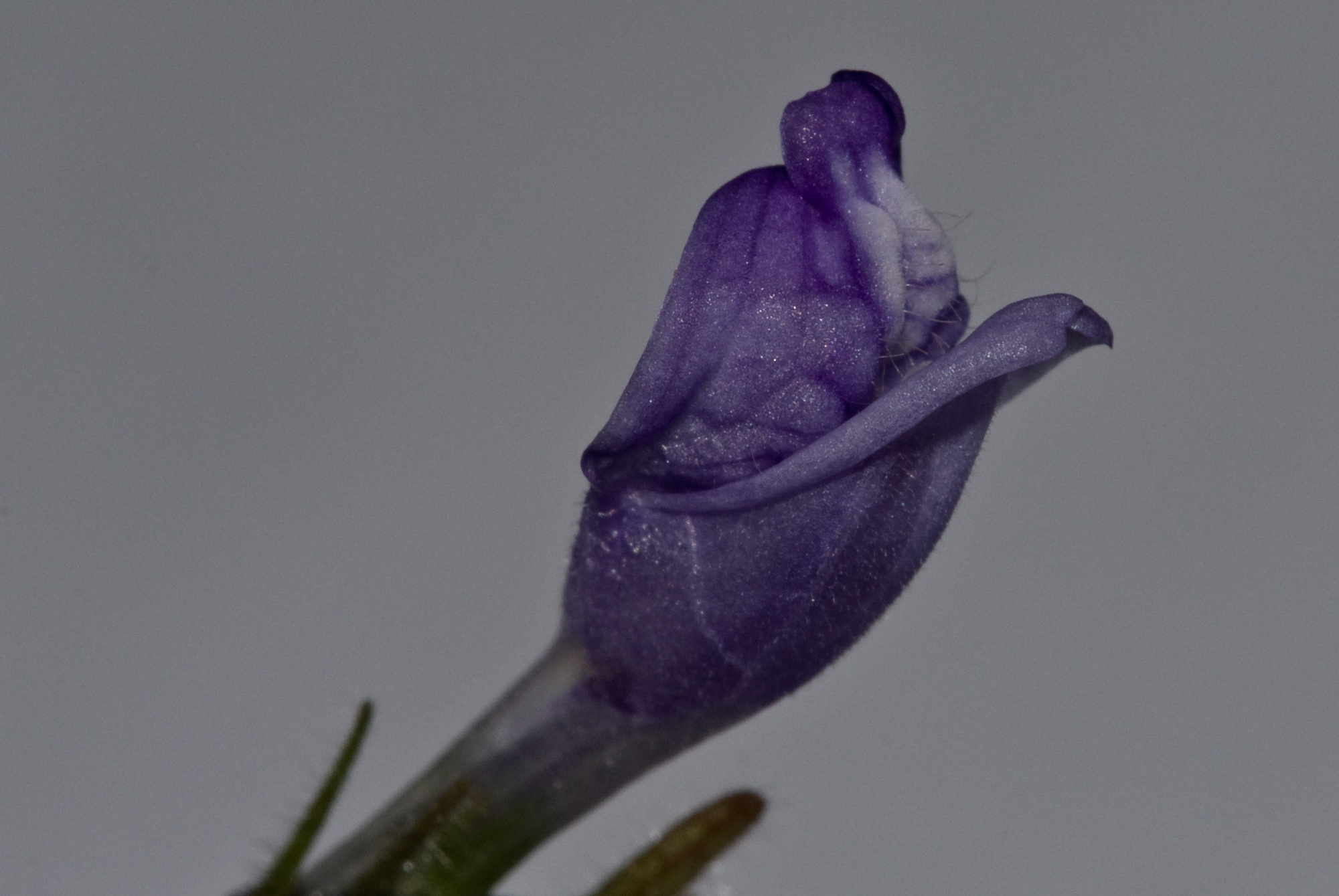 Hygrophila corymbosa compact 002