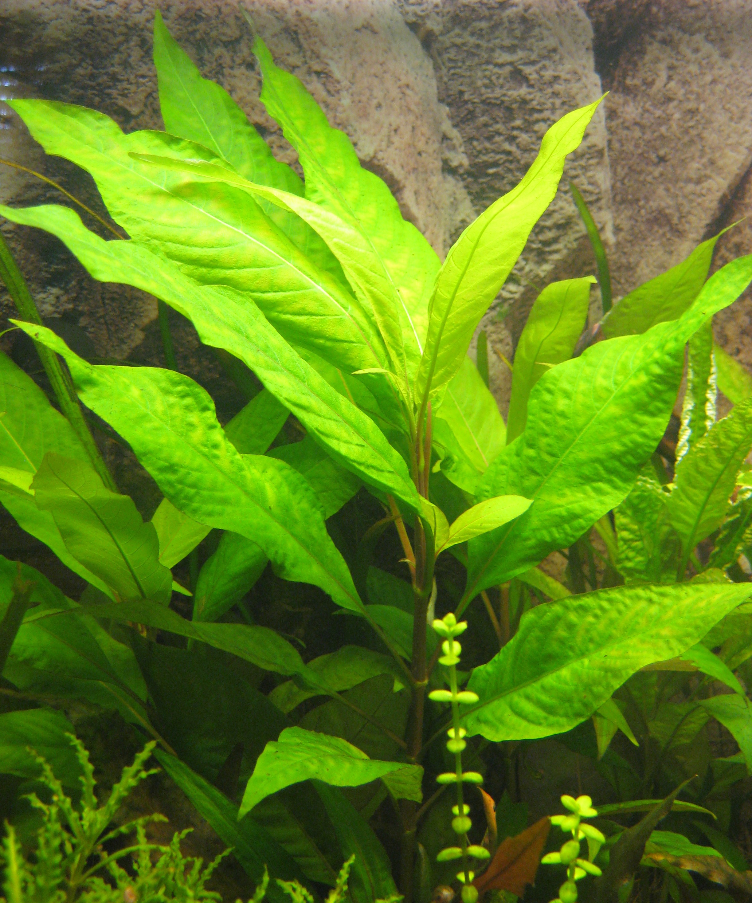 Hygrophila corymbosa&quot;Stricta&quot;