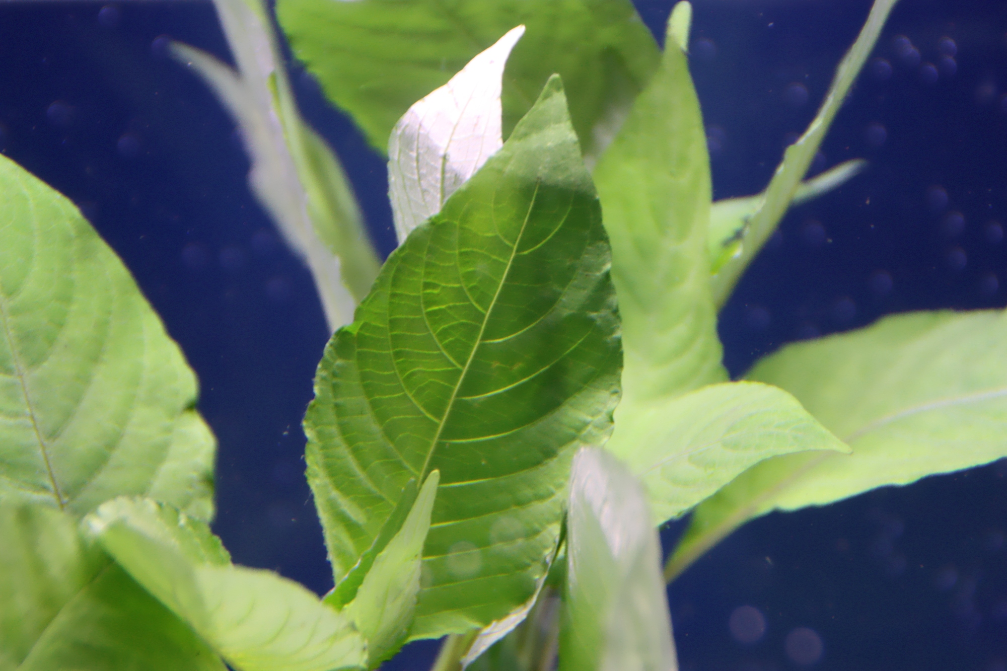 hygrophila glabra 04