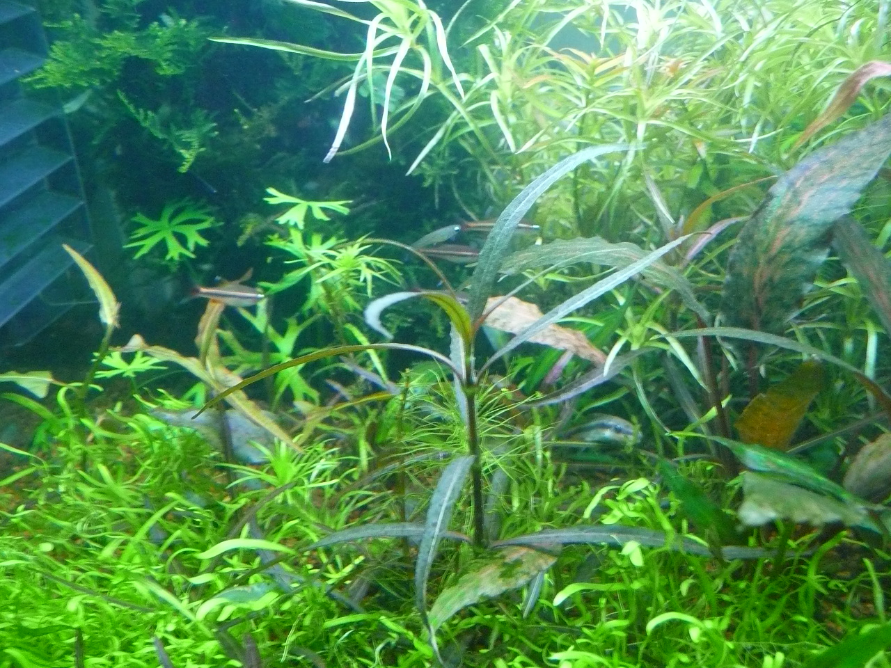 Hygrophila lancea