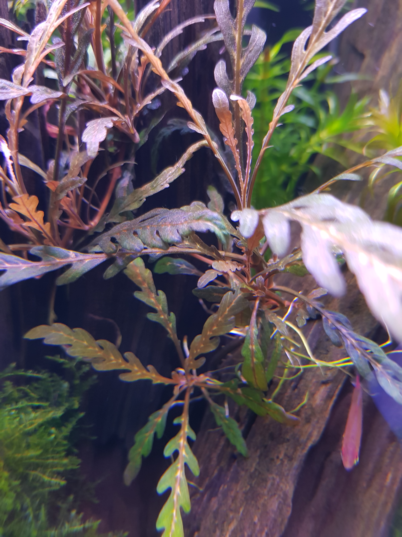 hygrophila pinnatifida