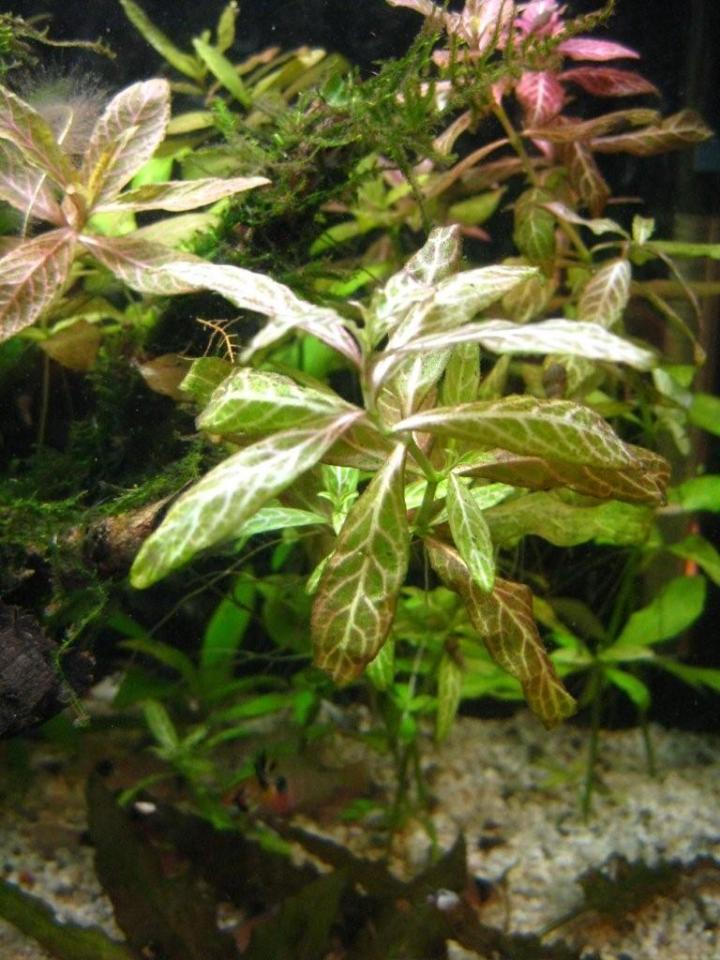 Hygrophila Polyserma - 001