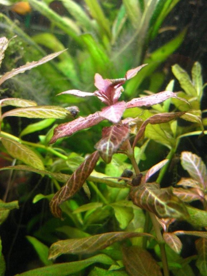 Hygrophila Polyserma - 002