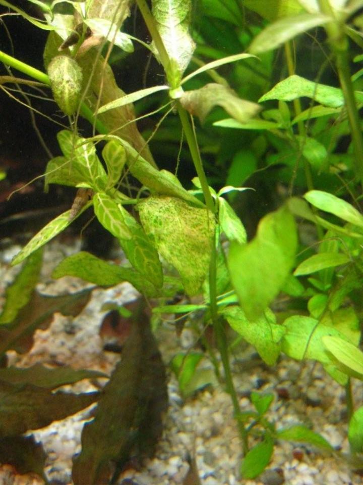 Hygrophila Polyserma - 003