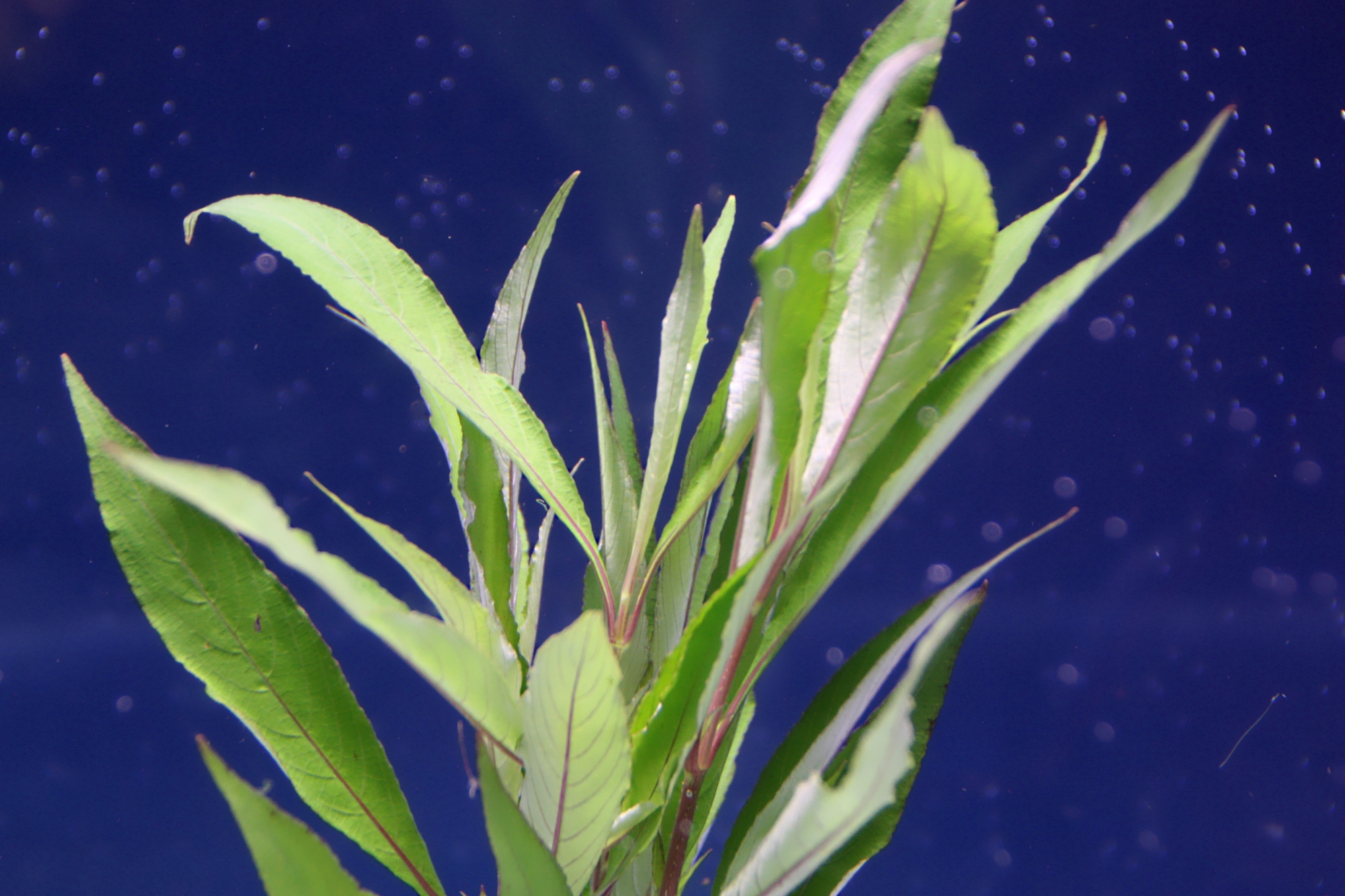 hygrophila salicifolia 01