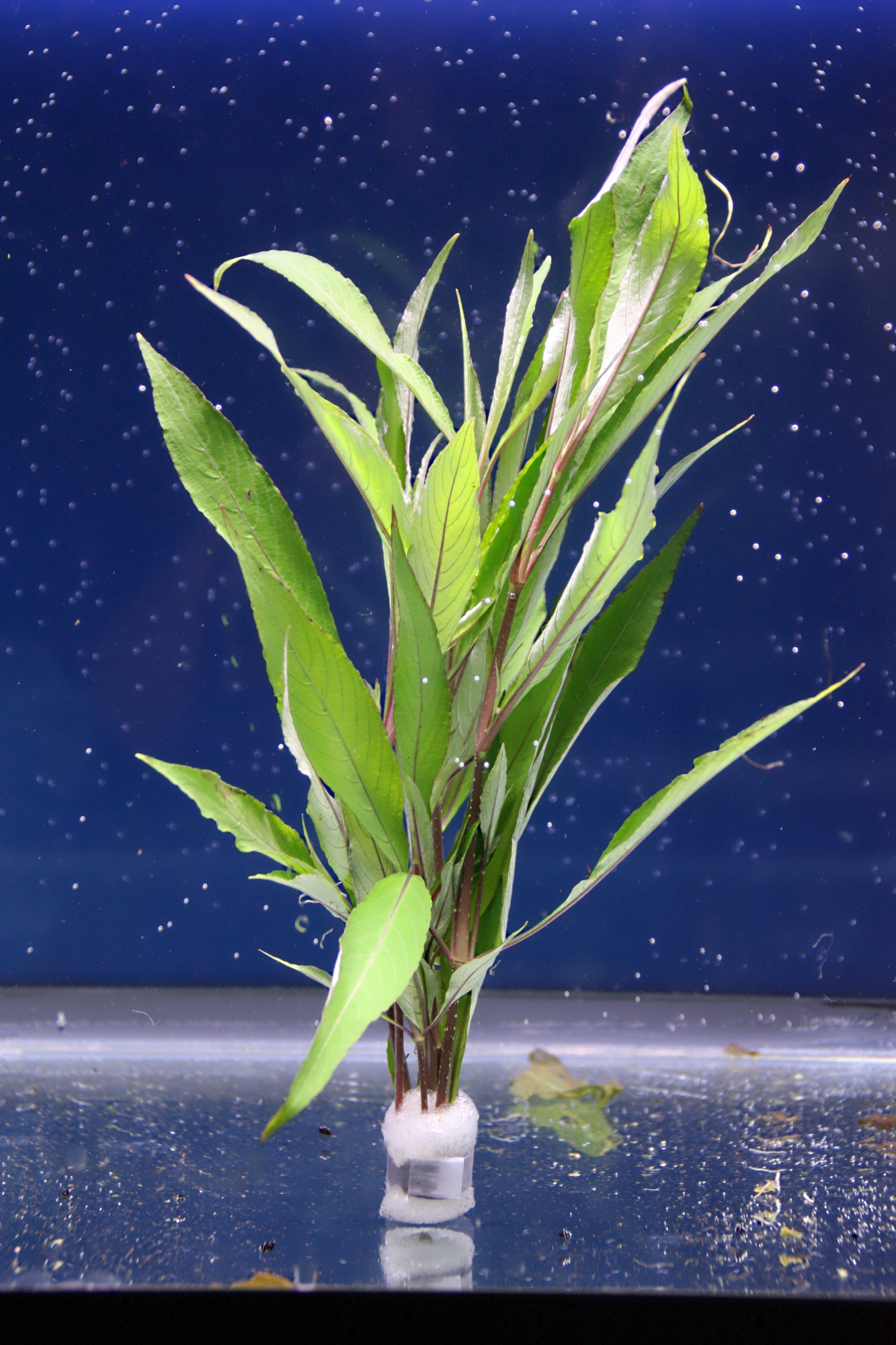 hygrophila salicifolia 02