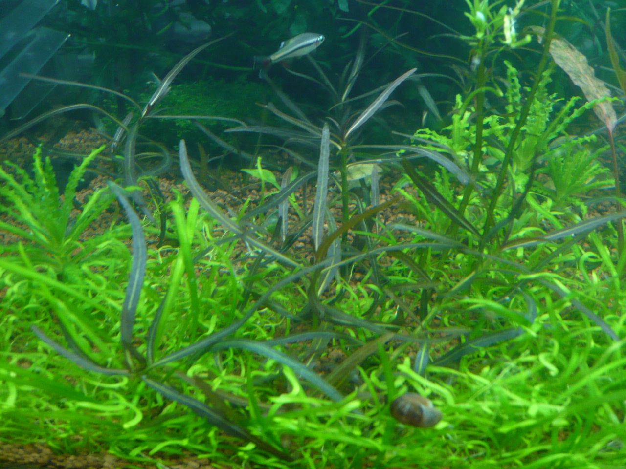 Hygrophila sp. 'Araguaia'