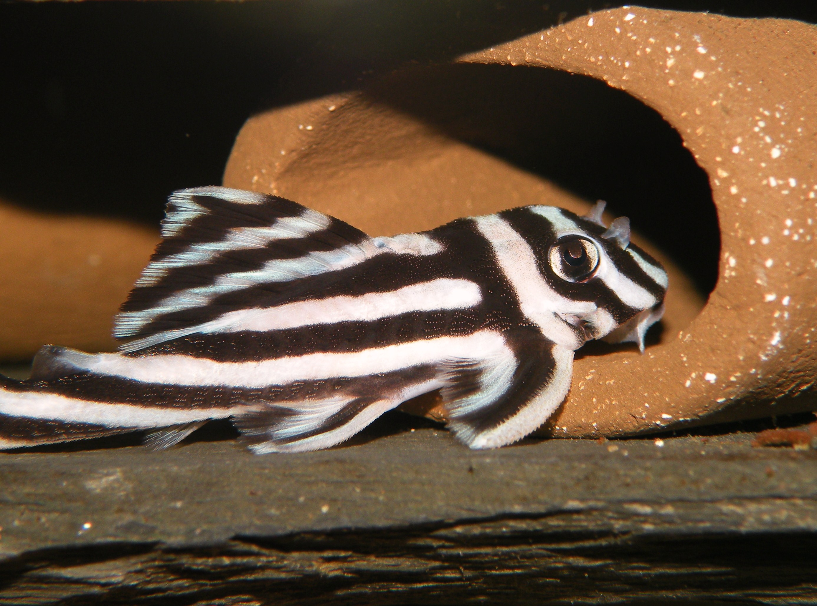 Hypancistrus zebra