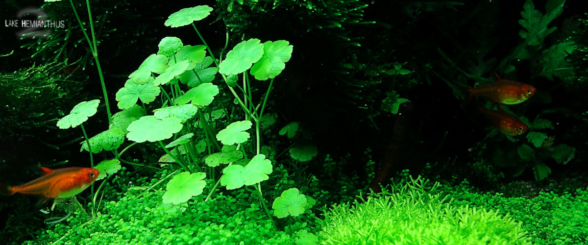 Hyphessobrycon amandae vor hydrocotyle sibthorpioides