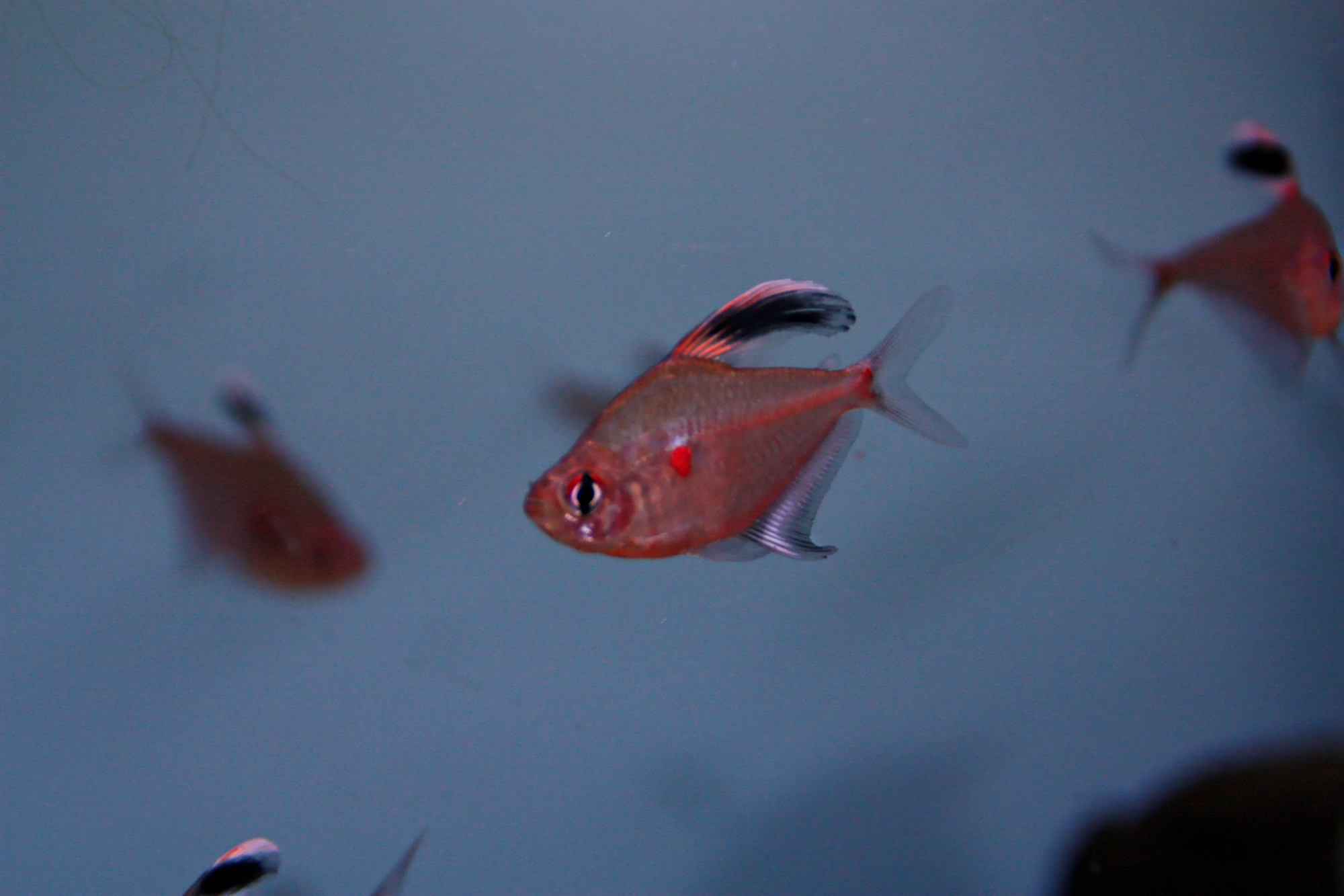 Hyphessobrycon erythrostigma 02