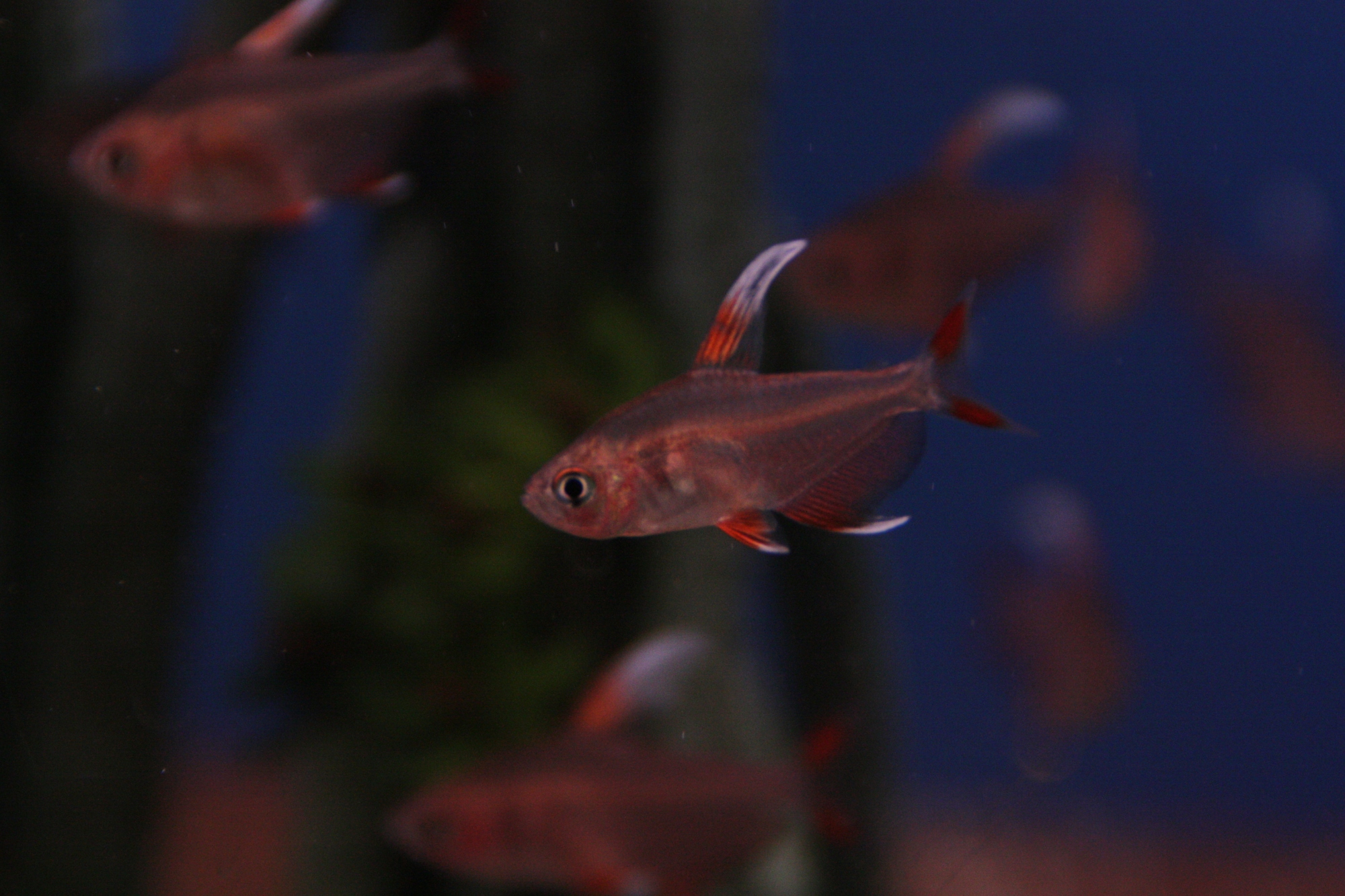 Hyphessobrycon ornatus “White Fin” 01.jpg