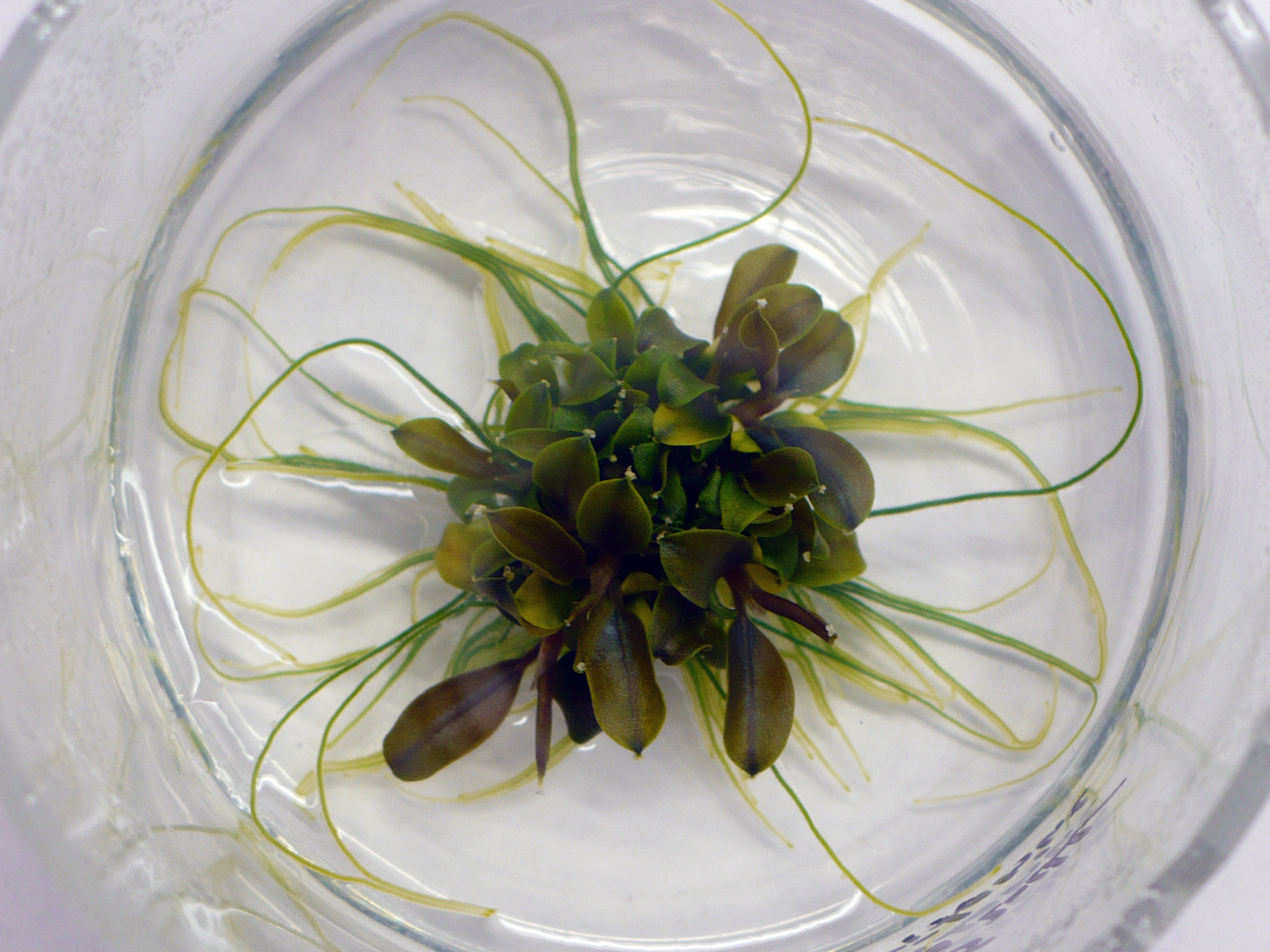 In Vitro B. sp 'Lamandau green'